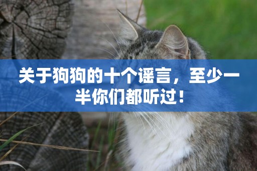 關于狗狗的十個謠言，至少一半你們都聽過！