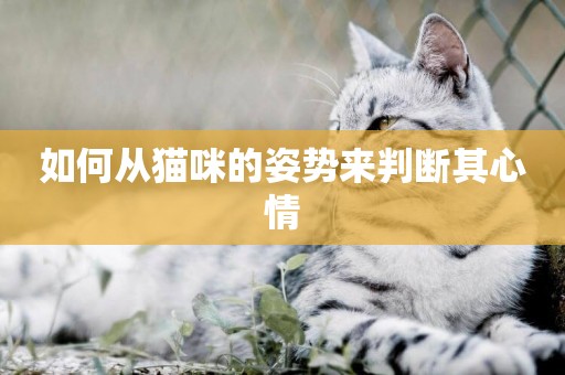 如何從貓咪的姿勢來判斷其心情