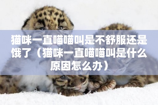 貓咪一直喵喵叫是不舒服還是餓了（貓咪一直喵喵叫是什么原因怎么辦）