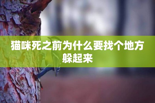 貓咪死之前為什么要找個地方躲起來