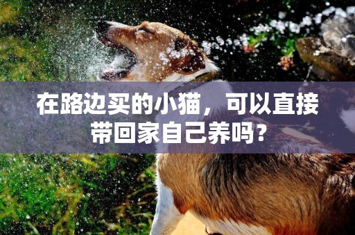 在路邊買的小貓，可以直接帶回家自己養嗎？