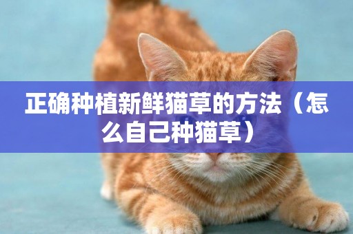 正確種植新鮮貓草的方法（怎么自己種貓草）