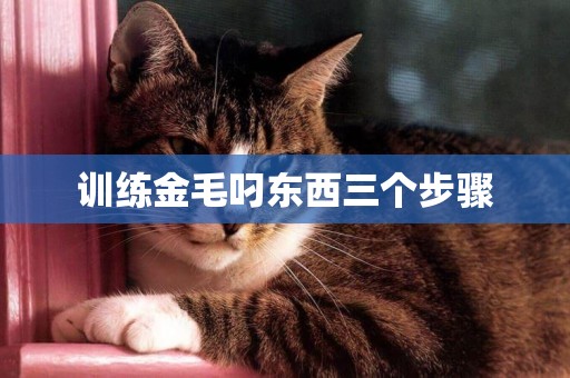 訓練金毛叼東西三個步驟