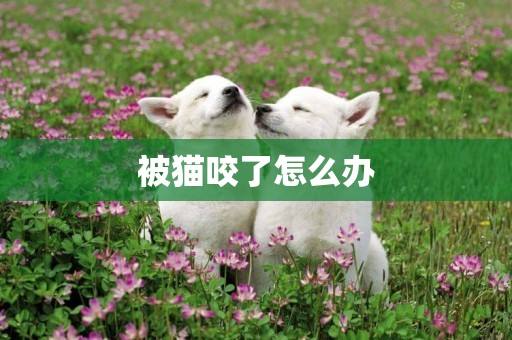 被貓咬了怎么辦