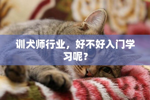 訓犬師行業，好不好入門學習呢？
