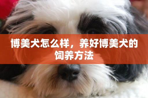 博美犬怎么樣，養好博美犬的飼養方法