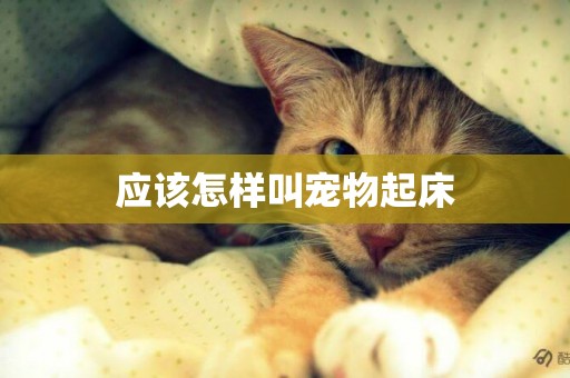應該怎樣叫寵物起床