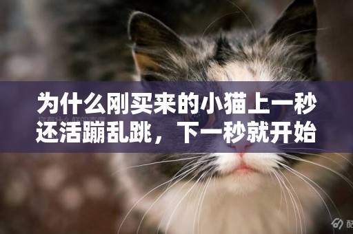 為什么剛買來的小貓上一秒還活蹦亂跳，下一秒就開始補覺不理人