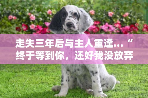 走失三年后與主人重逢…“終于等到你，還好我沒放棄”