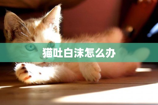 貓吐白沫怎么辦