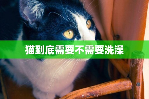 貓到底需要不需要洗澡