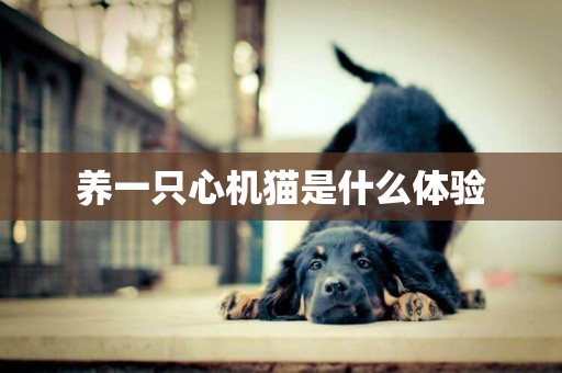 養一只心機貓是什么體驗
