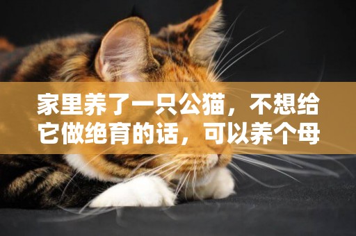 家里養了一只公貓，不想給它做絕育的話，可以養個母貓陪它嗎