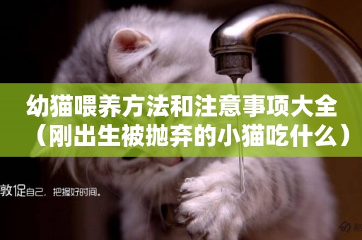 幼貓喂養方法和注意事項大全（剛出生被拋棄的小貓吃什么）
