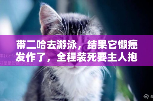 帶二哈去游泳，結果它懶癌發作了，全程裝死要主人抱