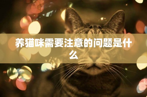養貓咪需要注意的問題是什么