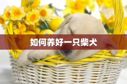 如何養好一只柴犬
