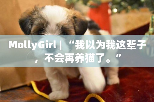 MollyGirl | “我以為我這輩子，不會再養貓了。”