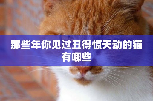 那些年你見過丑得驚天動的貓有哪些