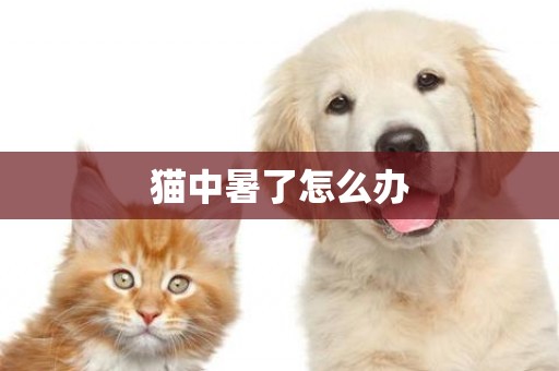 貓中暑了怎么辦