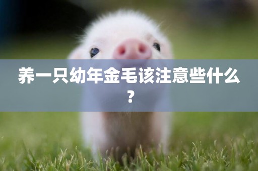 養一只幼年金毛該注意些什么？