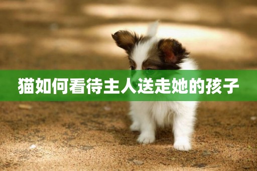 貓如何看待主人送走她的孩子