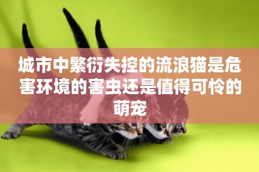 城市中繁衍失控的流浪貓是危害環境的害蟲還是值得可憐的萌寵