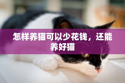怎樣養貓可以少花錢，還能養好貓