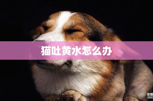 貓吐黃水怎么辦