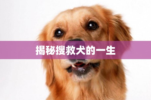 揭秘搜救犬的一生