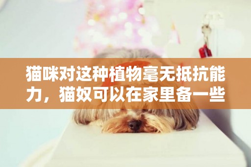 貓咪對這種植物毫無抵抗能力，貓奴可以在家里備一些“貓薄荷”