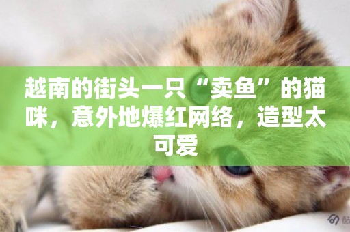 越南的街頭一只“賣魚”的貓咪，意外地爆紅網絡，造型太可愛