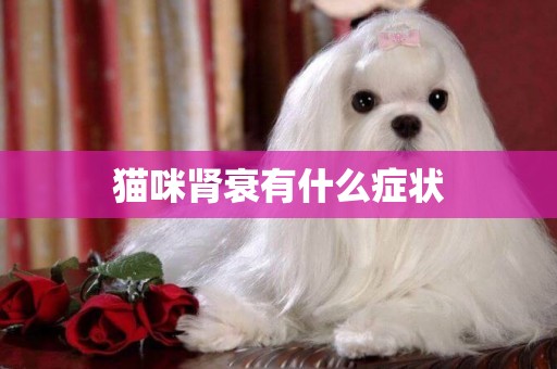 貓咪腎衰有什么癥狀