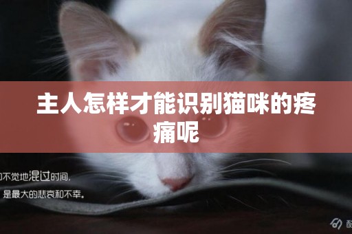 主人怎樣才能識別貓咪的疼痛呢