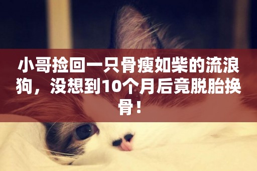 小哥撿回一只骨瘦如柴的流浪狗，沒想到10個月后竟脫胎換骨！