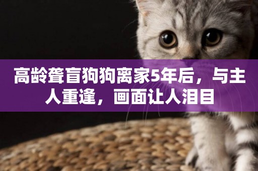 高齡聾盲狗狗離家5年后，與主人重逢，畫面讓人淚目