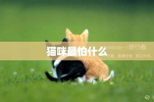 貓咪最怕什么