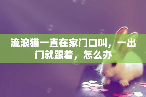 流浪貓一直在家門口叫，一出門就跟著，怎么辦