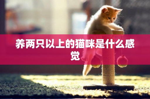 養兩只以上的貓咪是什么感覺