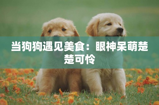 當狗狗遇見美食：眼神呆萌楚楚可憐