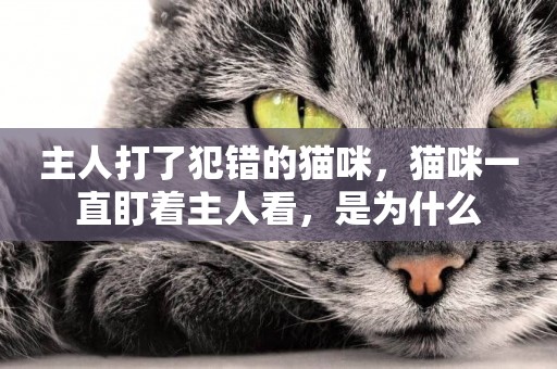 主人打了犯錯的貓咪，貓咪一直盯著主人看，是為什么