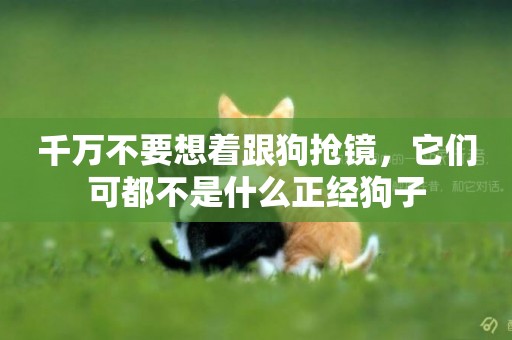 千萬不要想著跟狗搶鏡，它們可都不是什么正經狗子