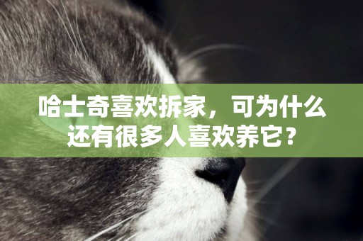 哈士奇喜歡拆家，可為什么還有很多人喜歡養它？