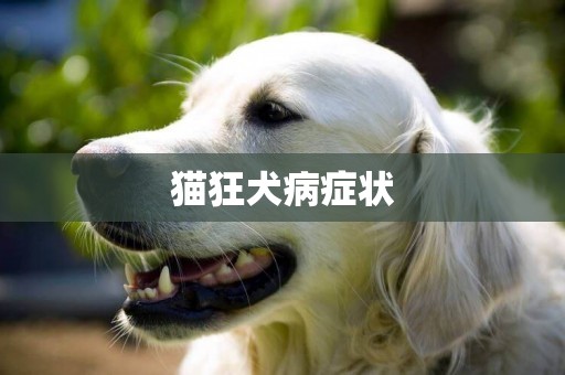 貓狂犬病癥狀