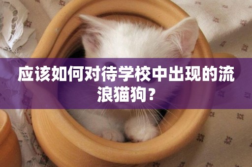應該如何對待學校中出現的流浪貓狗？