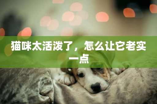 貓咪太活潑了，怎么讓它老實一點