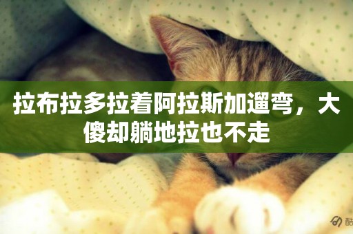 拉布拉多拉著阿拉斯加遛彎，大傻卻躺地拉也不走