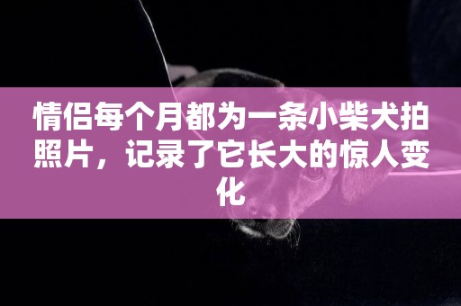 情侶每個月都為一條小柴犬拍照片，記錄了它長大的驚人變化