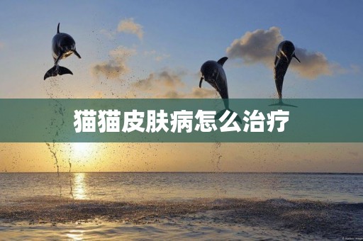 貓貓皮膚病怎么治療