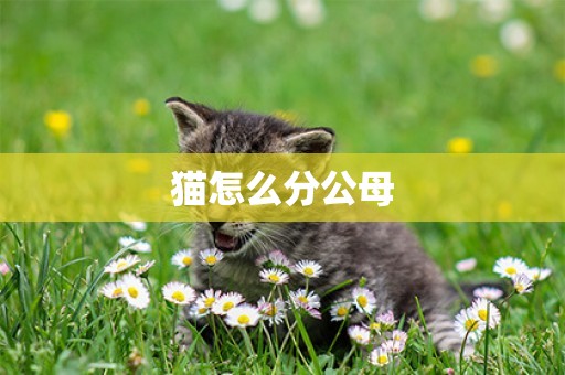 貓怎么分公母